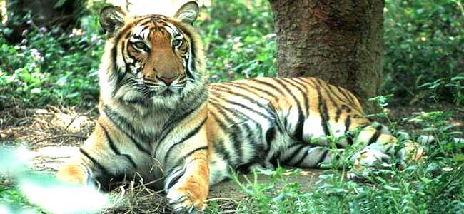 Grand President, Delhi's budget business class hotel